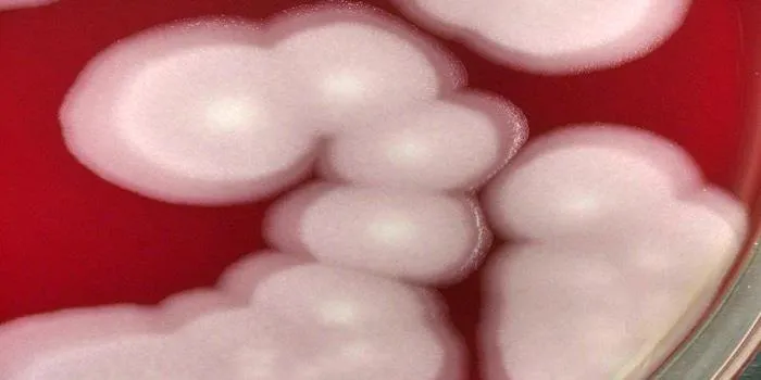 Pandoravirus: the melting Arctic is releasing ancient germs – how worried should we be?