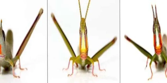 This Australian grasshopper gave up sex 250,000 years ago and it’s doing fine