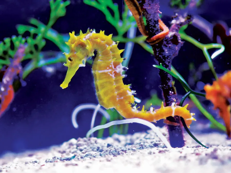 9 Fish Named After Other Animals