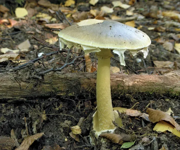 7 of the World’s Most Poisonous Mushrooms