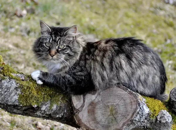 Vikings Helped Cats Conquer the World