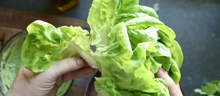 How to keep lettuce fresh longer?