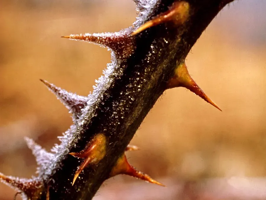 Botanical Barbarity: 9 Plant Defense Mechanisms