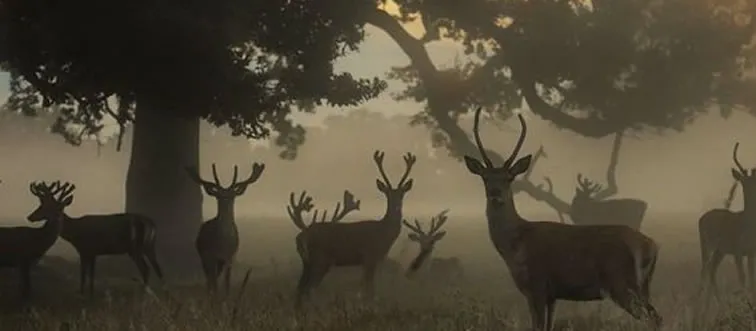 Ano ang bansang itinuturing na ang "Land of the Rising Sun?"