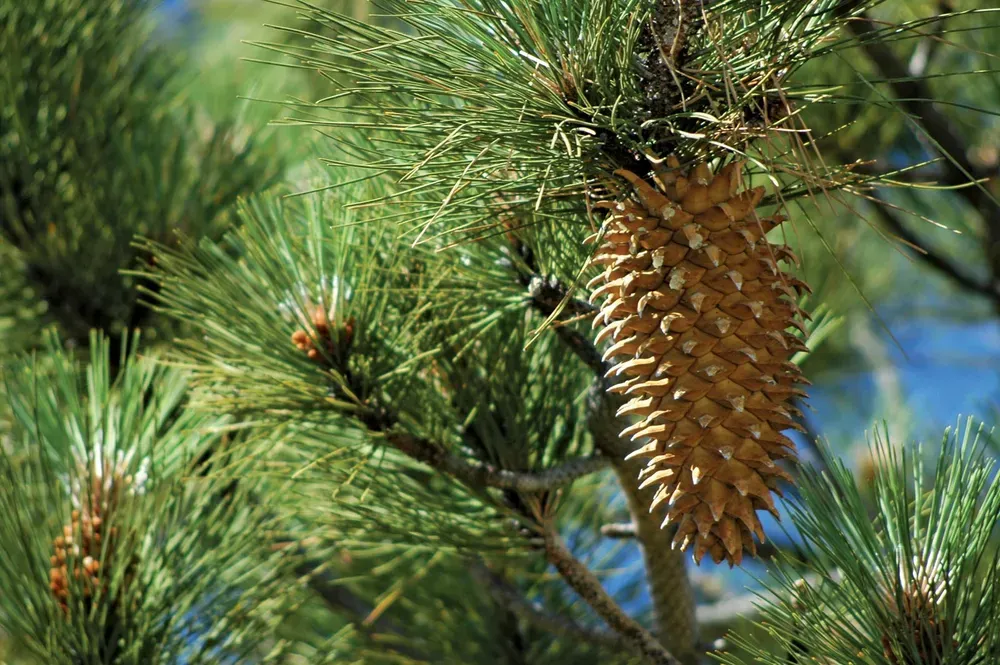 The 7 Best Pinecones (Really!)