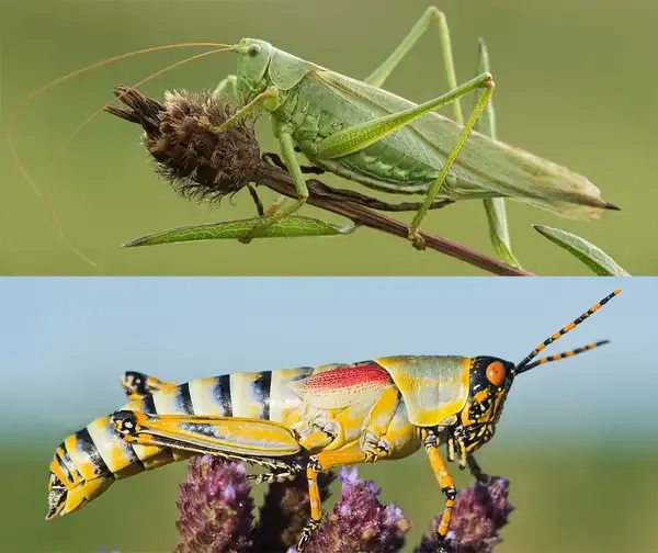 What’s the Difference Between a Grasshopper and a Cricket?