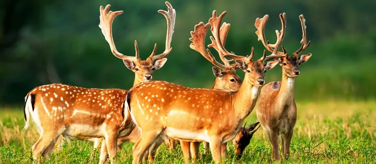 Can You Beat 98% and Ace the Ultimate Animal Quiz?