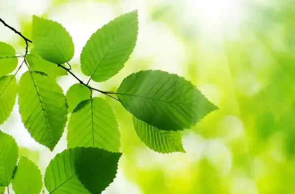 What Does Photosynthesis Produce?