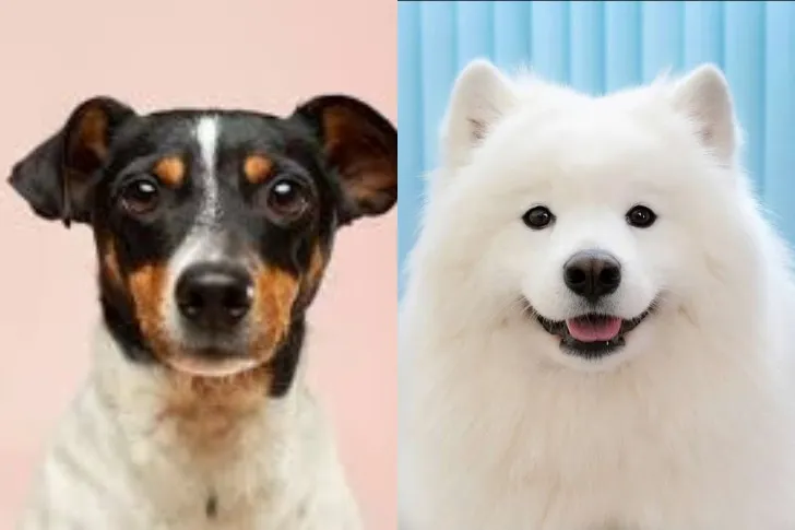 Smash Or Pass These Dogs To Reveal Perfect Breed